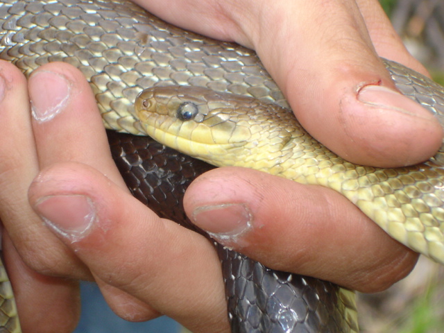 Colubro d''Esculapio  (Zamenis lineatus)